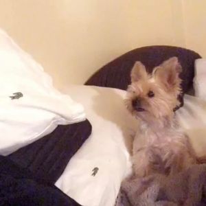 Meet your Posher, Robin